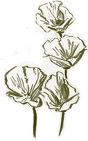 Sketch of California Poppy's