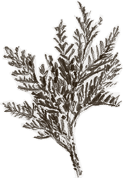 Cedar leaf sketch