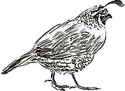 Drawn illustration of a quail