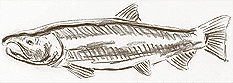 Sketch of Freshwater Salmon
