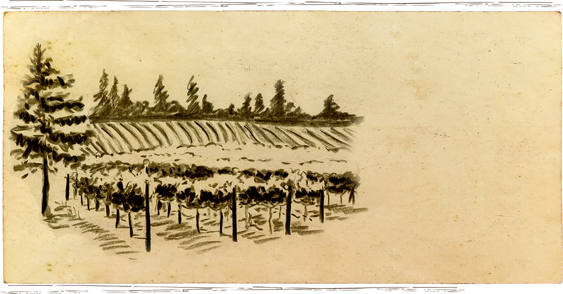 Anakota vineyard image sketch within Knights Valley AVA in Sonoma County