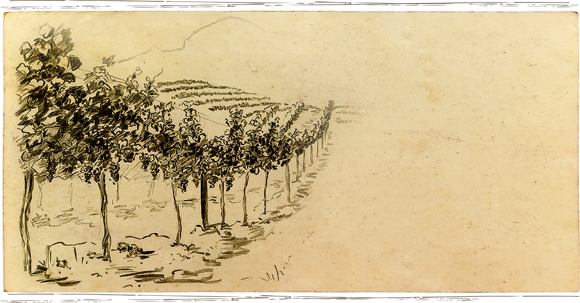Anakota vineyard image sketch of Cabernet Sauvignon vines