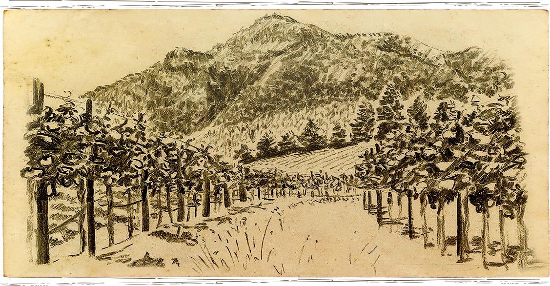 Anakota vineyard image sketch within Knights Valley AVA in Sonoma County
